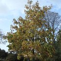 Firmiana simplex automne